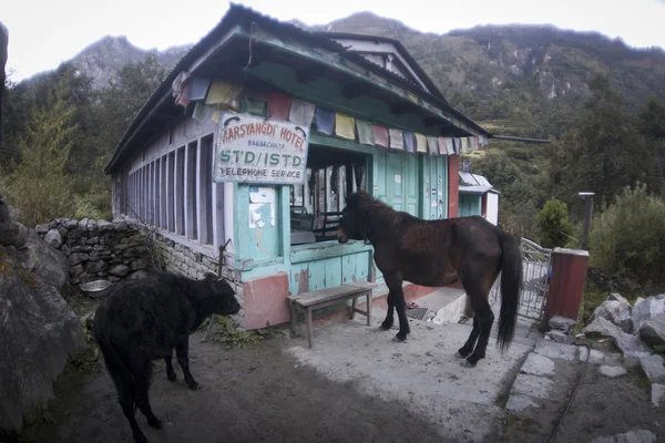 Cavalo na frente de uma casa, Bulbule, Nepal — Fotografia de Stock