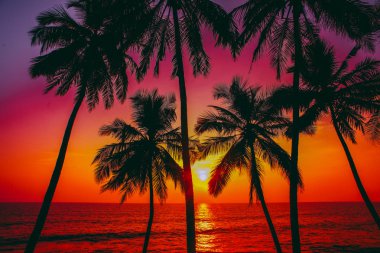 avuç içi ve güneş, tropik, gün batımı, çekilen goa, Hindistan