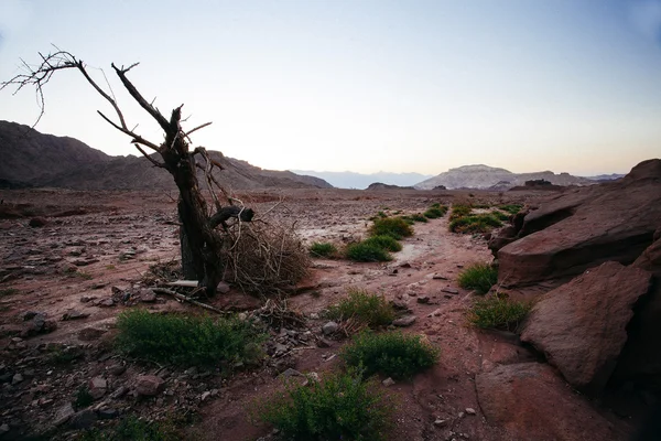 Samotny suszone drzewa w parku Timna Narodowego — Zdjęcie stockowe