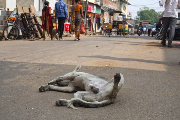 Pies na drodze dokoła Vrindavan — Zdjęcie stockowe