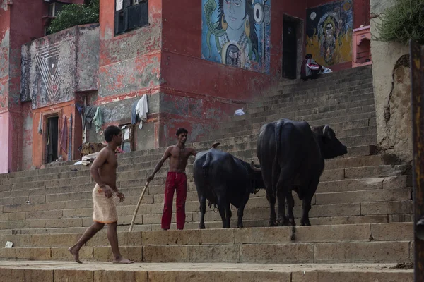 VARANASI, INDIA - 22 DE NOVIEMBRE DE 2012: Pastor indio observando las vacas en la calle de la ciudad más antigua del mundo el 1 de enero de 2013. La aglomeración urbana de Varanasi tenía una población de 1.435.113 habitantes. . — Foto de Stock