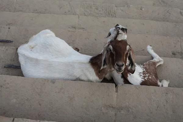 A goat on the steps of the Varanasi ghats, India. Varanasi is one of the oldest continuously inhabited cities in the world. — Stock Photo, Image