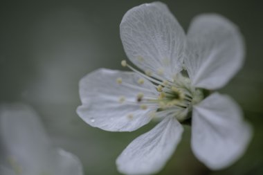 Su damlaları ile kaplı çiçek açan elma dal closeup