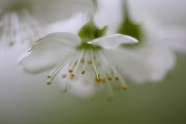 Su damlaları ile kaplı çiçek açan elma dal closeup