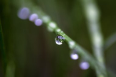 çiğ damlaları yakın çekim