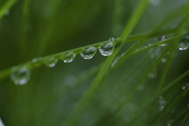 çiğ damlaları yakın çekim