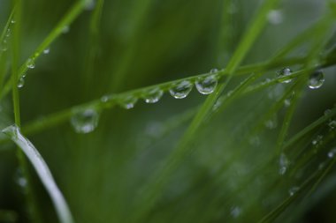 çiğ damlaları yakın çekim