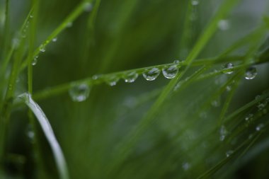 çiğ damlaları yakın çekim