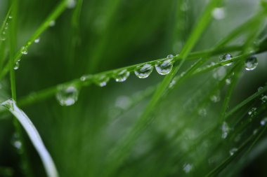 çiğ damlaları yakın çekim