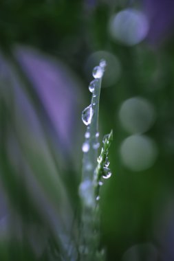 çiğ damlaları yakın çekim