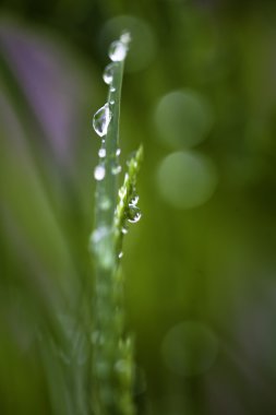 çiğ damlaları yakın çekim