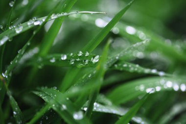 çiğ damlaları yakın çekim