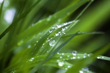 çiğ damlaları yakın çekim