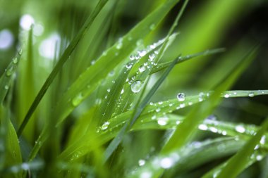 çiğ damlaları yakın çekim