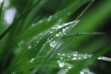 çiğ damlaları yakın çekim