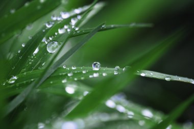 çiğ damlaları yakın çekim