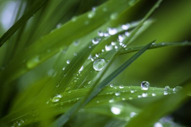 çiğ damlaları yakın çekim