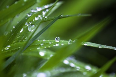 çiğ damlaları yakın çekim
