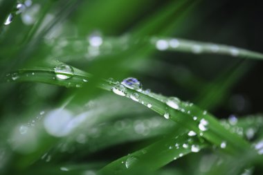 çiğ damlaları yakın çekim