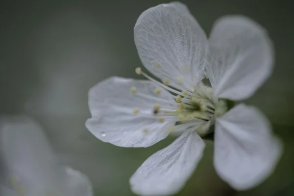 Closeup of blooming apple twig covered by water drops — Stock Photo, Image