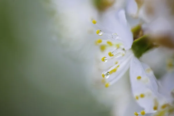 Closeup of blooming apple twig covered by water drops — Stock Photo, Image