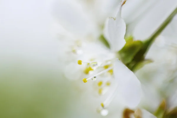 Primer plano de la ramita de manzana en flor cubierta por gotas de agua — Foto de Stock