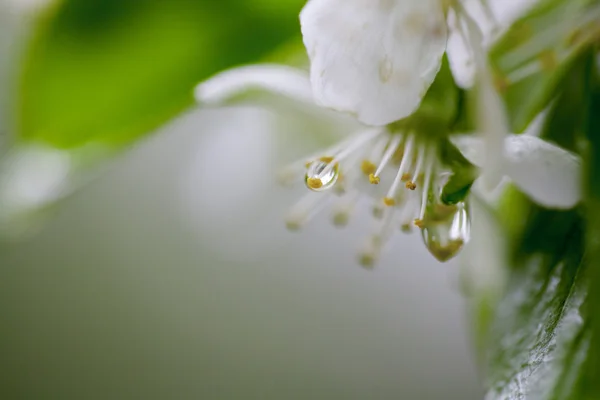 Primo piano di ramoscello di mela fiorito coperto da gocce d'acqua — Foto Stock
