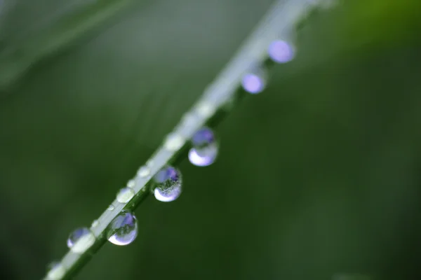 Embun tetes menutup — Stok Foto