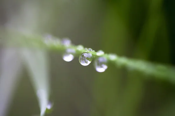 Embun tetes menutup — Stok Foto