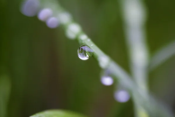 Embun tetes menutup — Stok Foto