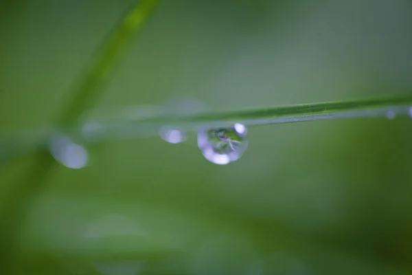 Dew drops close up — Stock Photo, Image