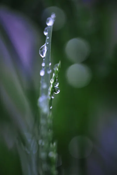 Dew drops close up — Stock Photo, Image