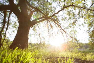 Taze yeşil yapraklı büyük ağaçlı bahar çayırı
