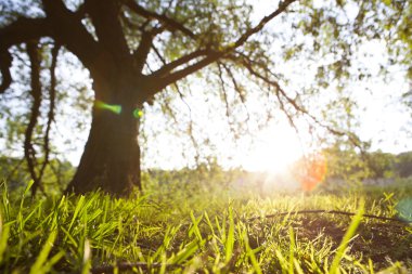 Taze yeşil yapraklı büyük ağaçlı bahar çayırı