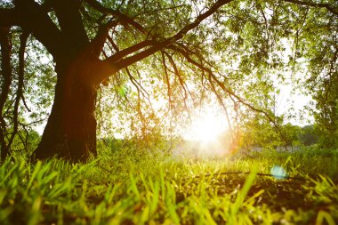 Taze yeşil yapraklı büyük ağaçlı bahar çayırı