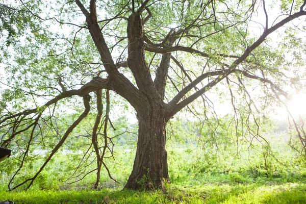 Pradera de primavera con gran árbol con hojas verdes frescas — Foto de Stock