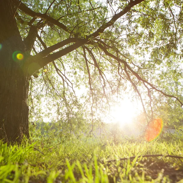 Prairie printanière avec grand arbre aux feuilles vertes fraîches — Photo