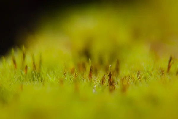 Moss con gotas de rocío en el bosque — Foto de Stock