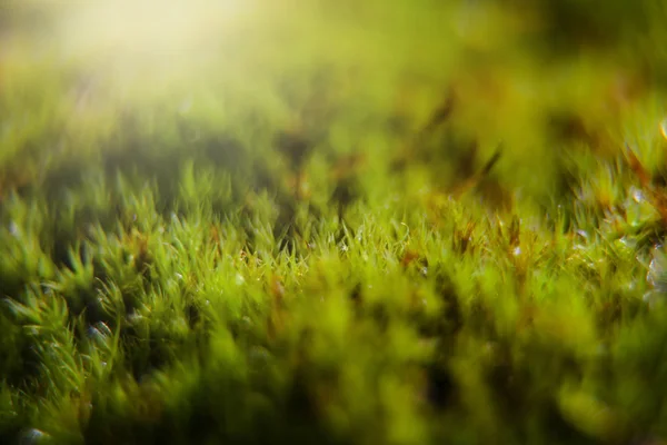 Musgo com gotas de orvalho na floresta — Fotografia de Stock