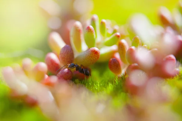 Hormiga en Moss con gotas de rocío en el bosque —  Fotos de Stock