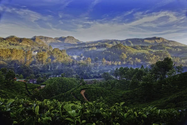Valle de plantación de té con niebla temprano en la mañana al amanecer. Munnar. Kerala. India — Foto de Stock