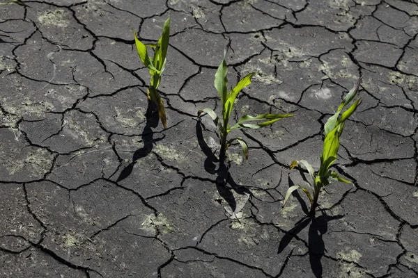 Terra seca rachada com planta lutando pela vida, seca — Fotografia de Stock