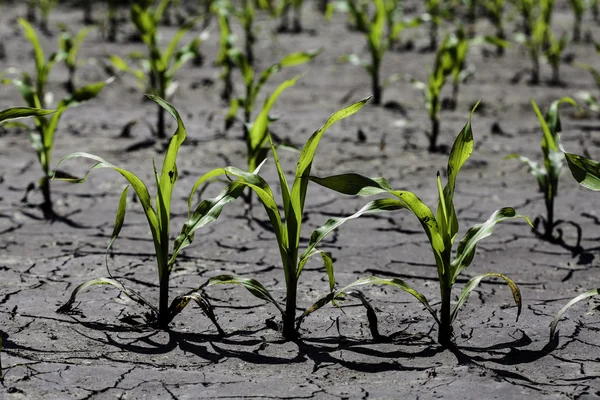 Suché popraskané země s rostlinou bojuje o život, sucho — Stock fotografie