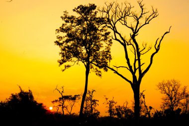 Güzel ağaç siluet ve günbatımı zamanı güneşe