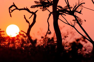 Güzel ağaç siluet ve günbatımı zamanı güneşe
