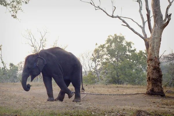 Silueta de elefante africano contra el anochecer anaranjado amanecer con árbol — Foto de Stock