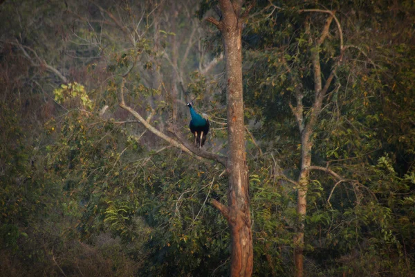 Pfau auf einem grünen Garten — Stockfoto