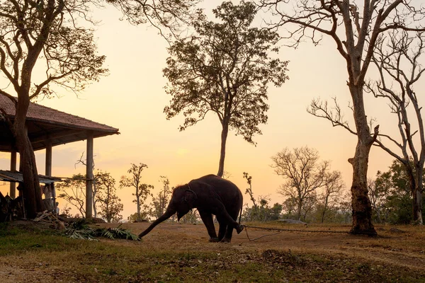 Silhouette of african elephant against orange dusk dawnwith tree — Stock Photo, Image