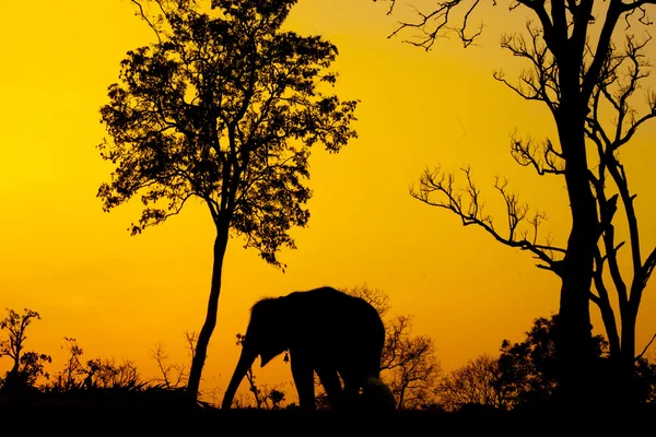 Silhouette di elefante africano contro arancio crepuscolo albacon albero — Foto Stock