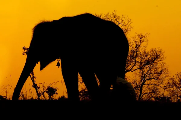 Silhouette di elefante africano contro arancio crepuscolo albacon albero — Foto Stock